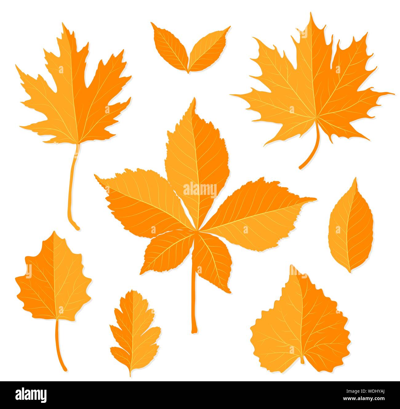 Autumn leaves set on white background vector Stock Vector Image & Art ...