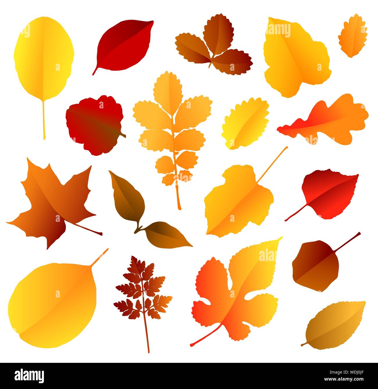 Colorful autumn leaves set isolated on white background. Vector ...