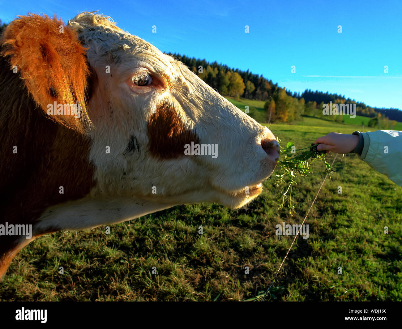 Hand feeding cow hires stock photography and images Alamy