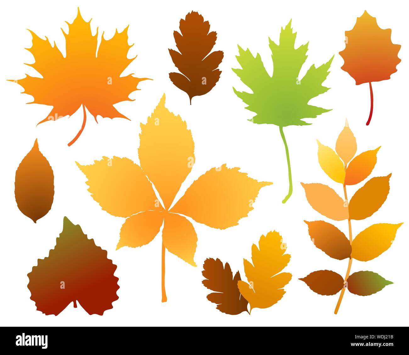 Autumn leaves set on white background vector Stock Vector Image & Art ...