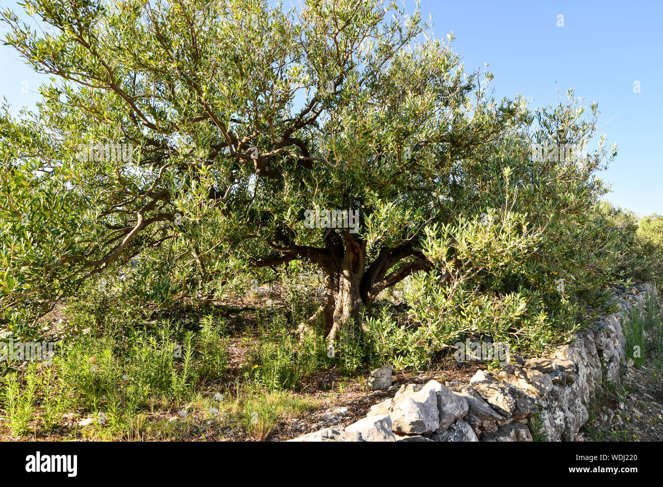 Olive trees growing in field with stone walls Stock Photo - Alamy