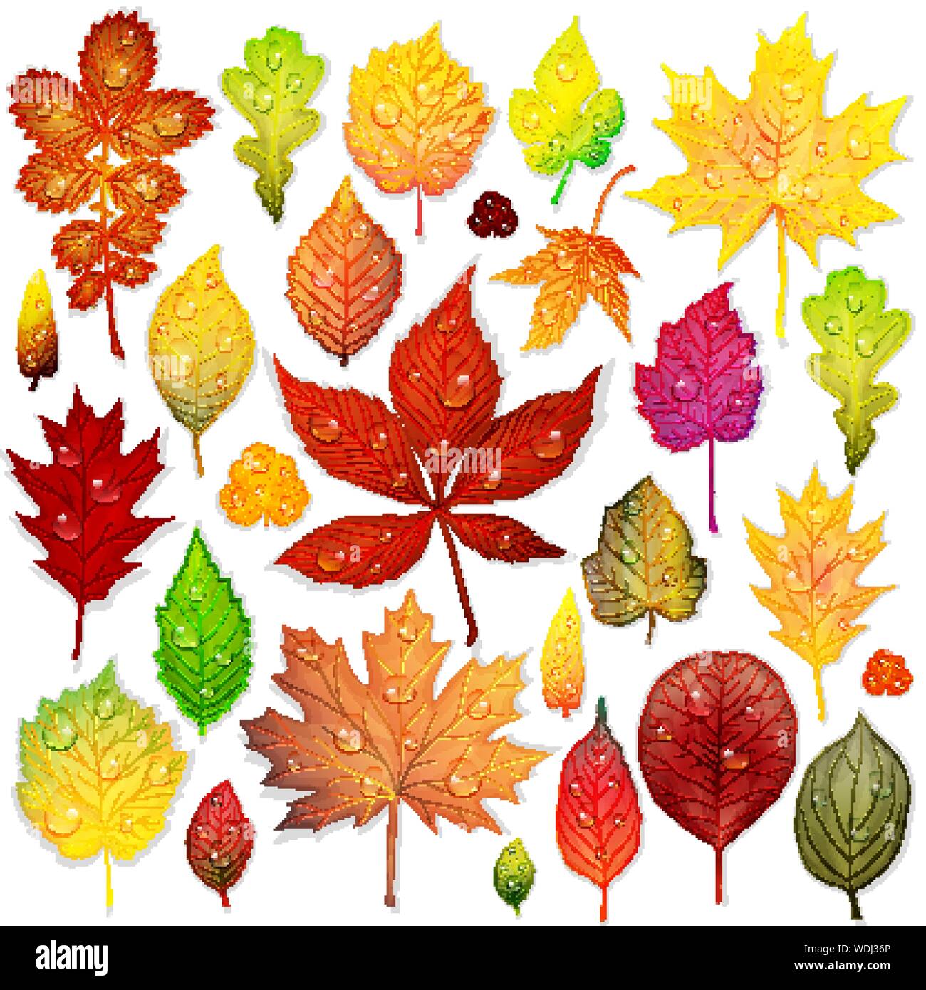 Colorful leaves set on white background vector Stock Vector