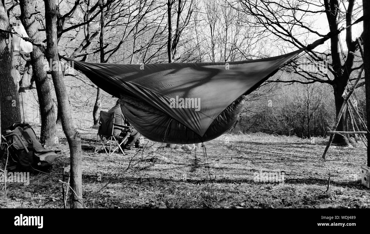 Hammock Hanging By Trees In Forest Stock Photo Alamy