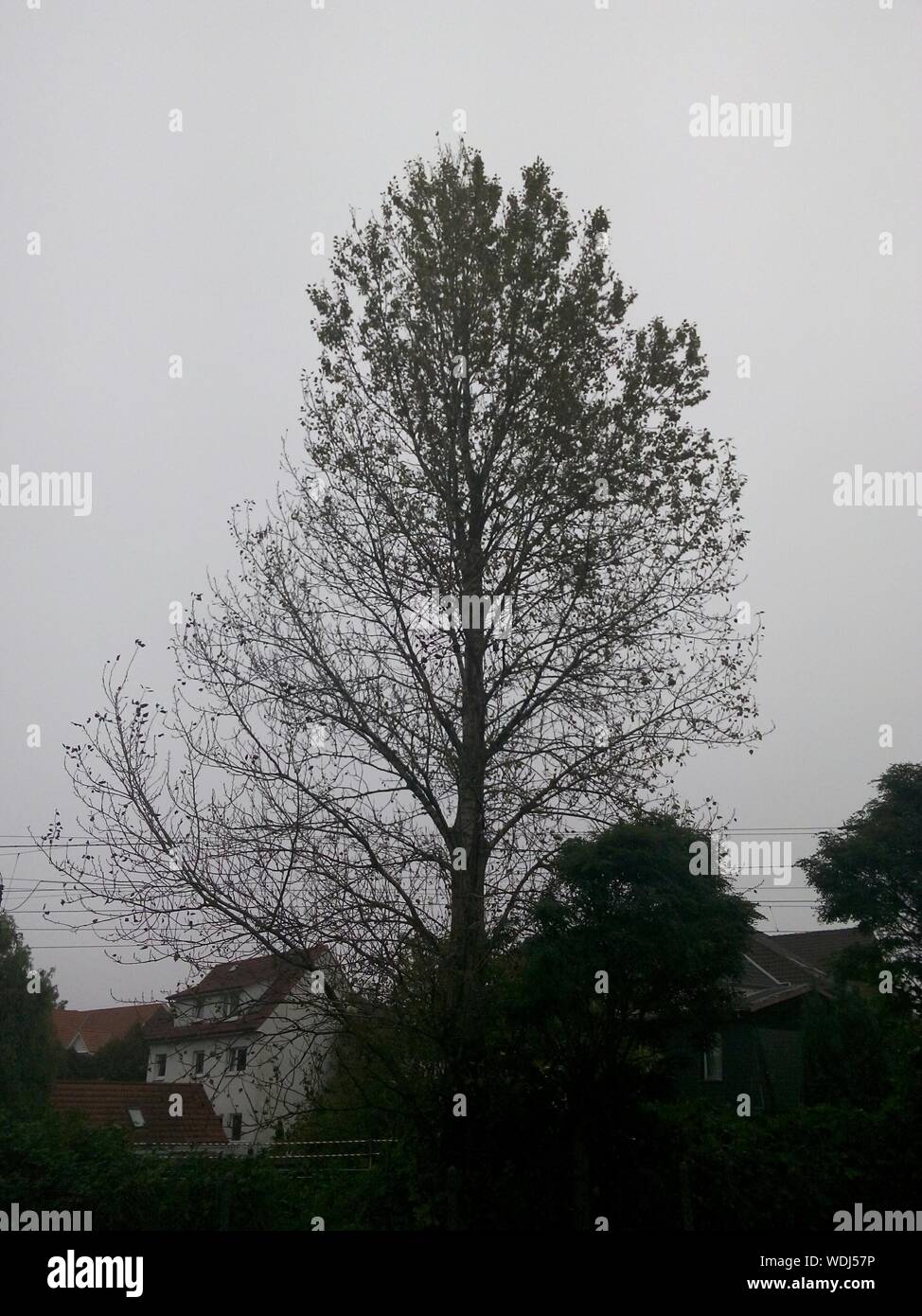 Tree In Overcast Day Stock Photo
