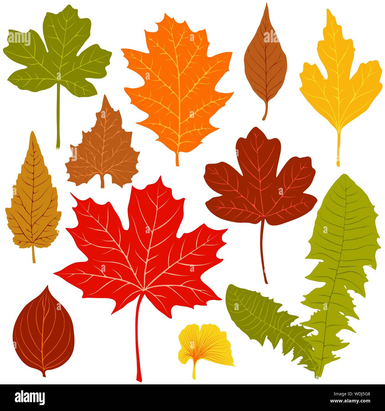 Autumn leaves on white background vector Stock Vector Image & Art - Alamy