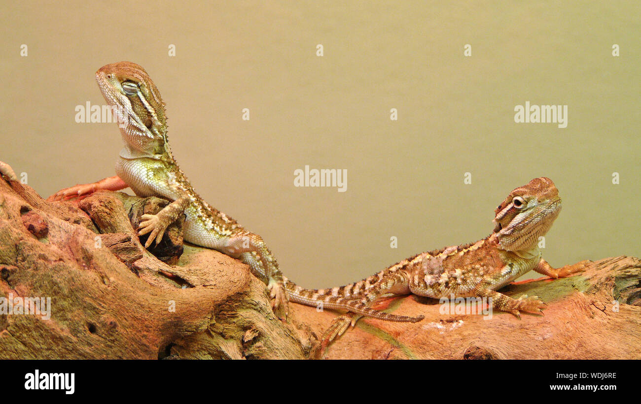 Close-up Of Chameleons On Wood Stock Photo