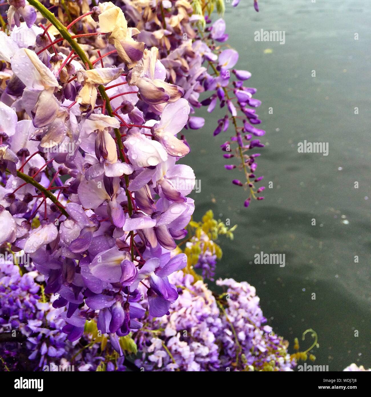 Wisteria river hires stock photography and images Alamy