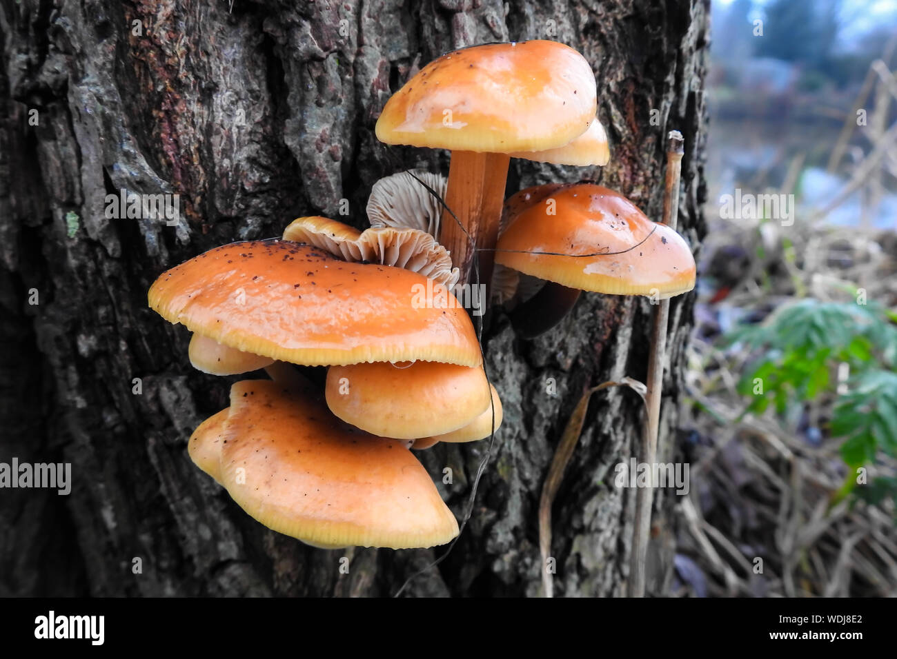 Orange colored glazed mushrooms growing on the trunk of a tree Stock Photo