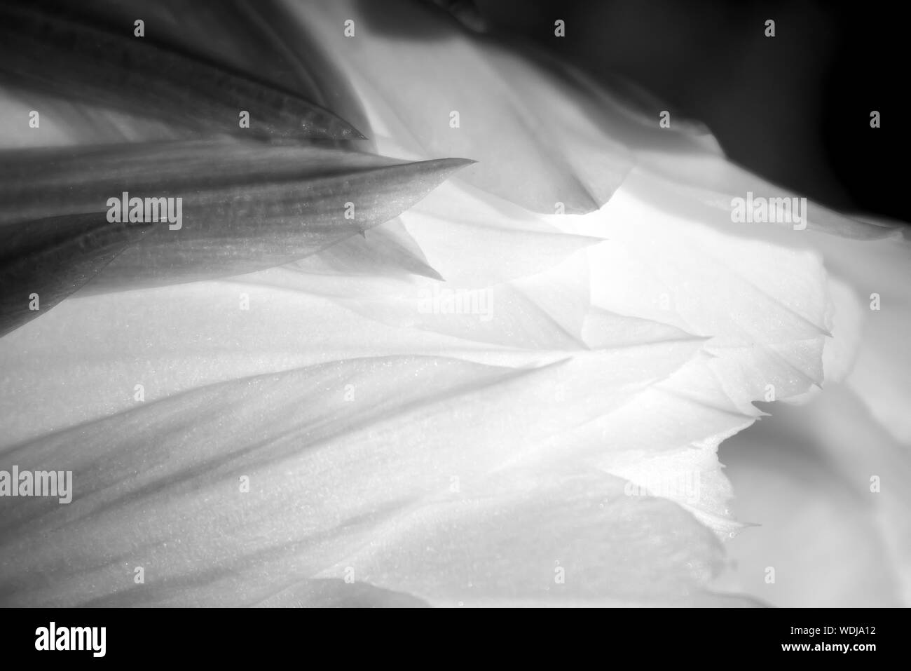 Lush black and white detail of petals in night blooming cactus flower.  Curves and shapes in macro abstract image. Stock Photo