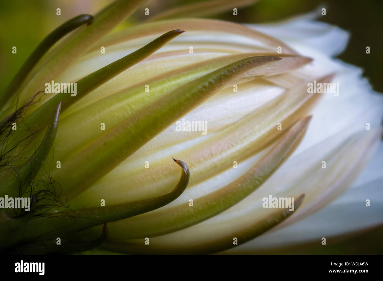 Conceptual macro of cactus flower waiting to bloom with pointed petals. Stock Photo