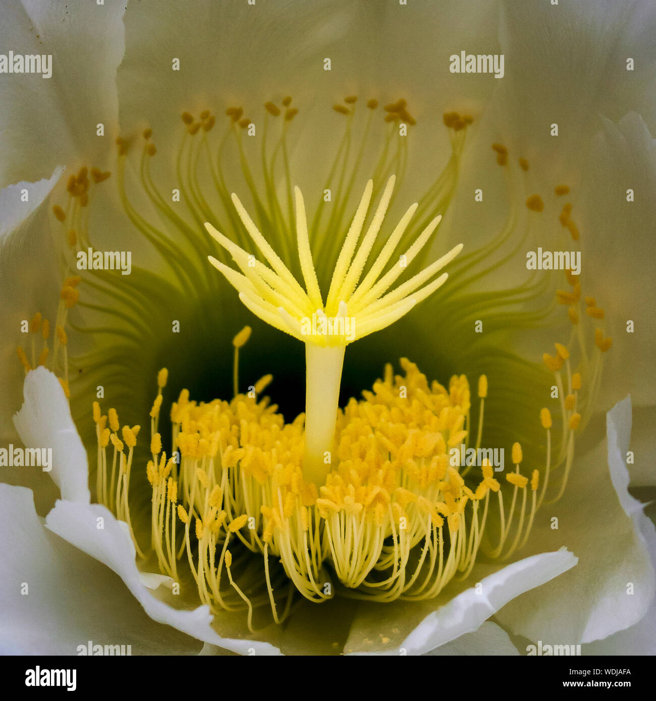 Intricate shapes hi-res stock photography and images - Alamy