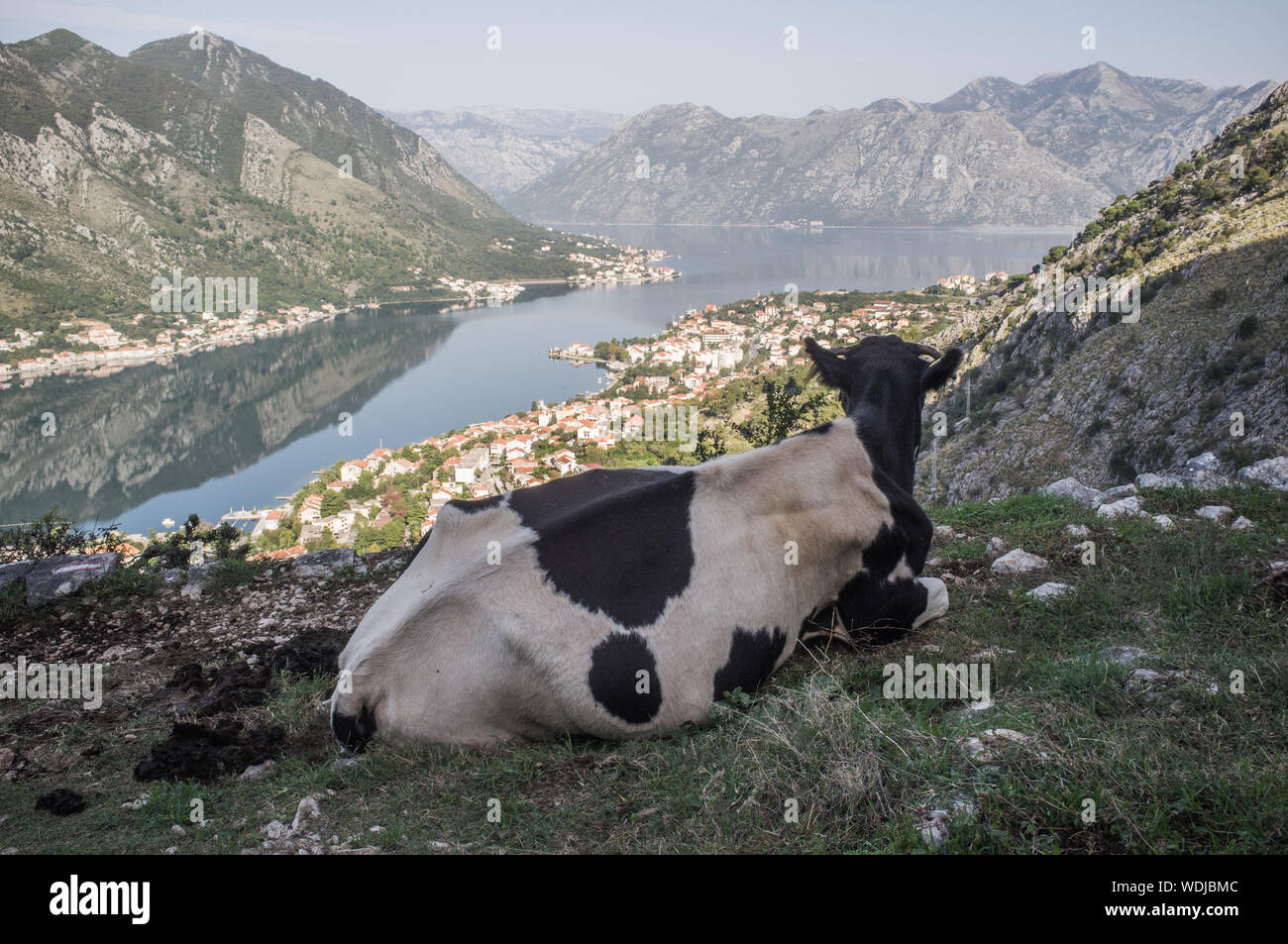 Cow Sitting On Field By Lake Against Mountains Stock Photo