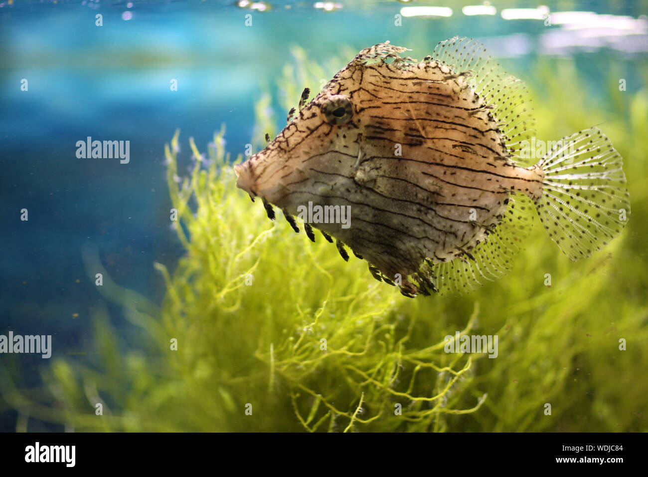 Exotic Spotted Fish In The Aquarium Of The Oceanarium Stock Photo Alamy