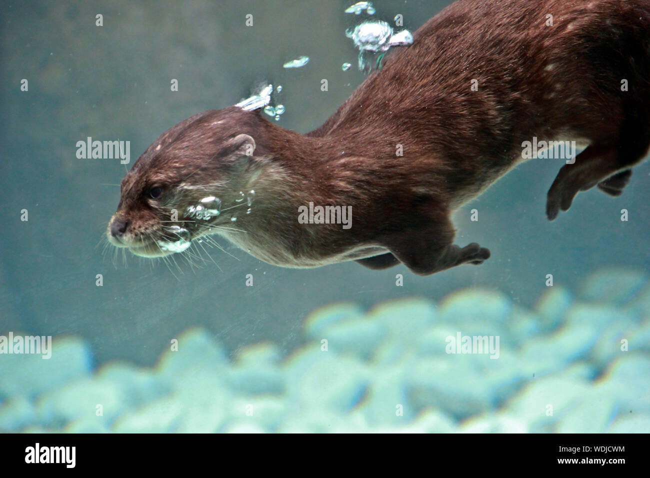 Otter swimming underwater hi-res stock photography and images - Alamy