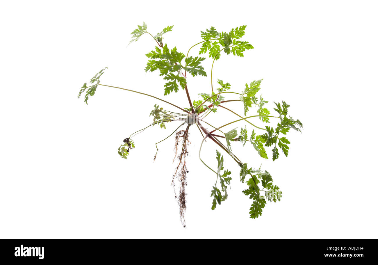 Whole Herb Robert plant with roots on isolated white background Stock Photo