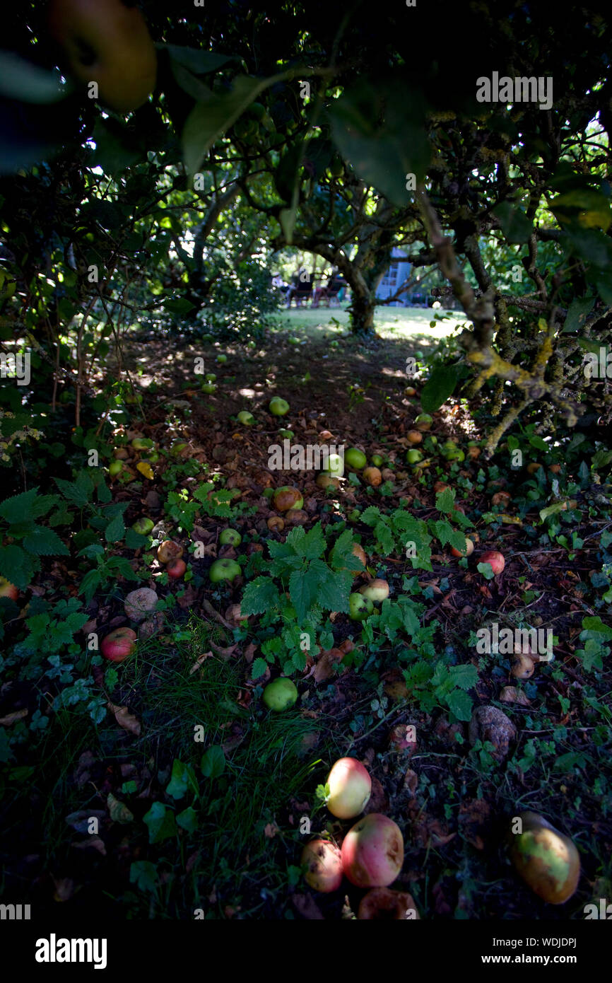 Windfall of eating apples in garden Stock Photo
