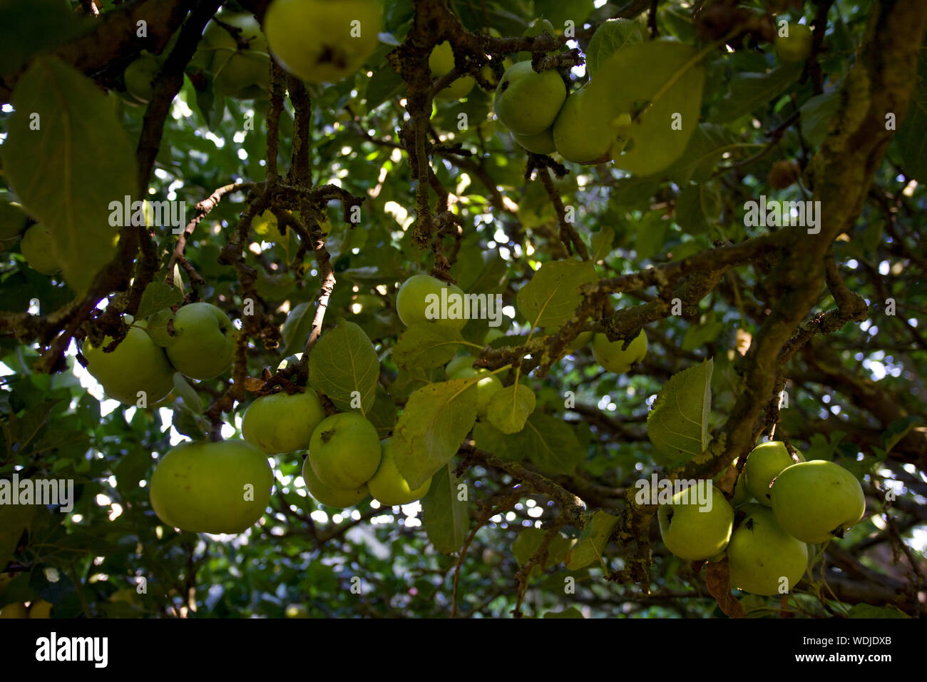 Green cooking apples in tree Stock Photo