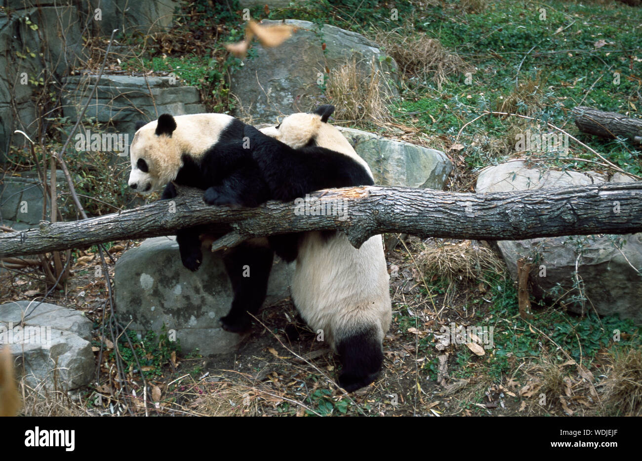Giant pandas, the star attraction at the Smithsonian Institution's