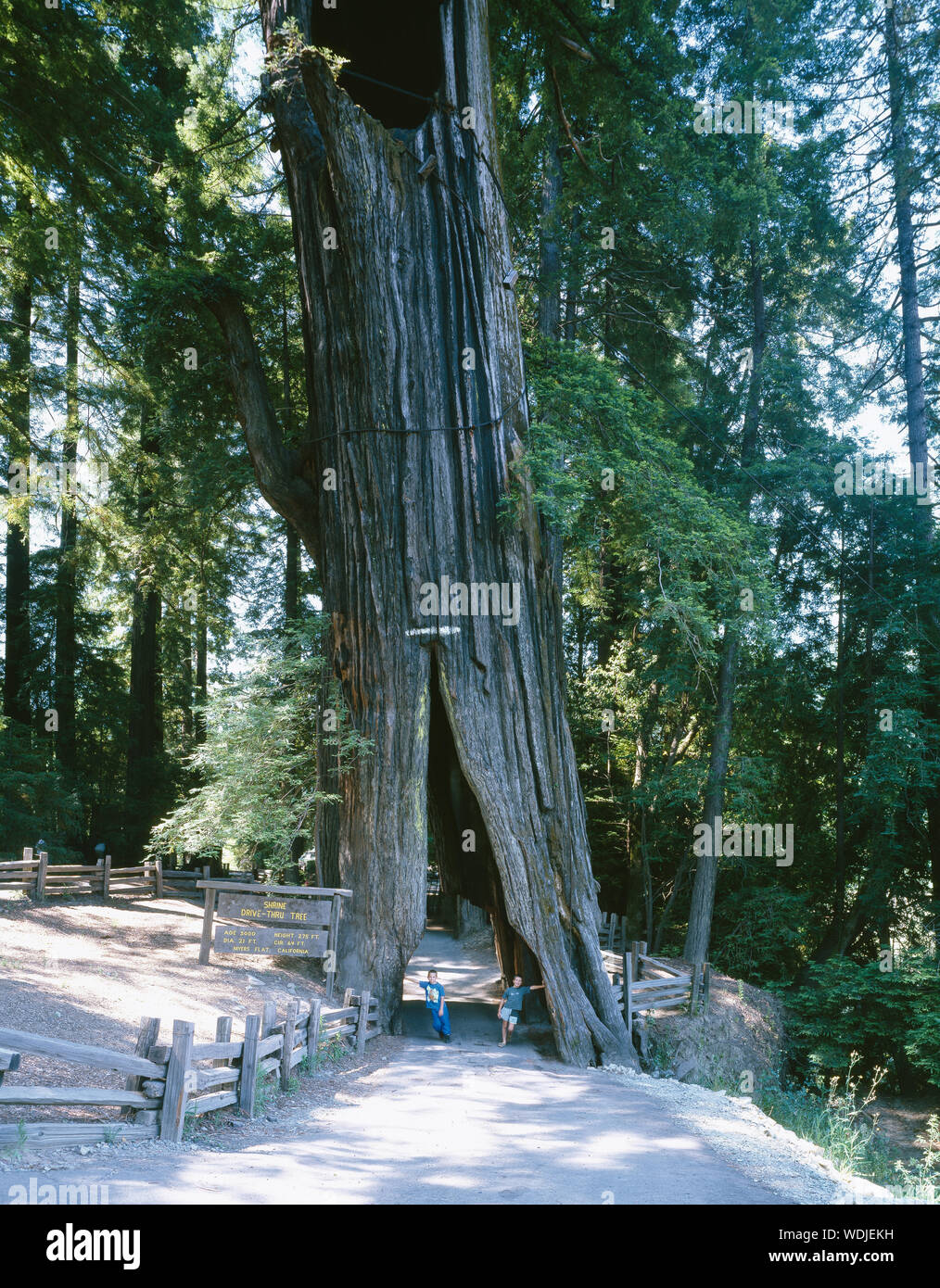 Giant redwood tree in northern California Stock Photo Alamy