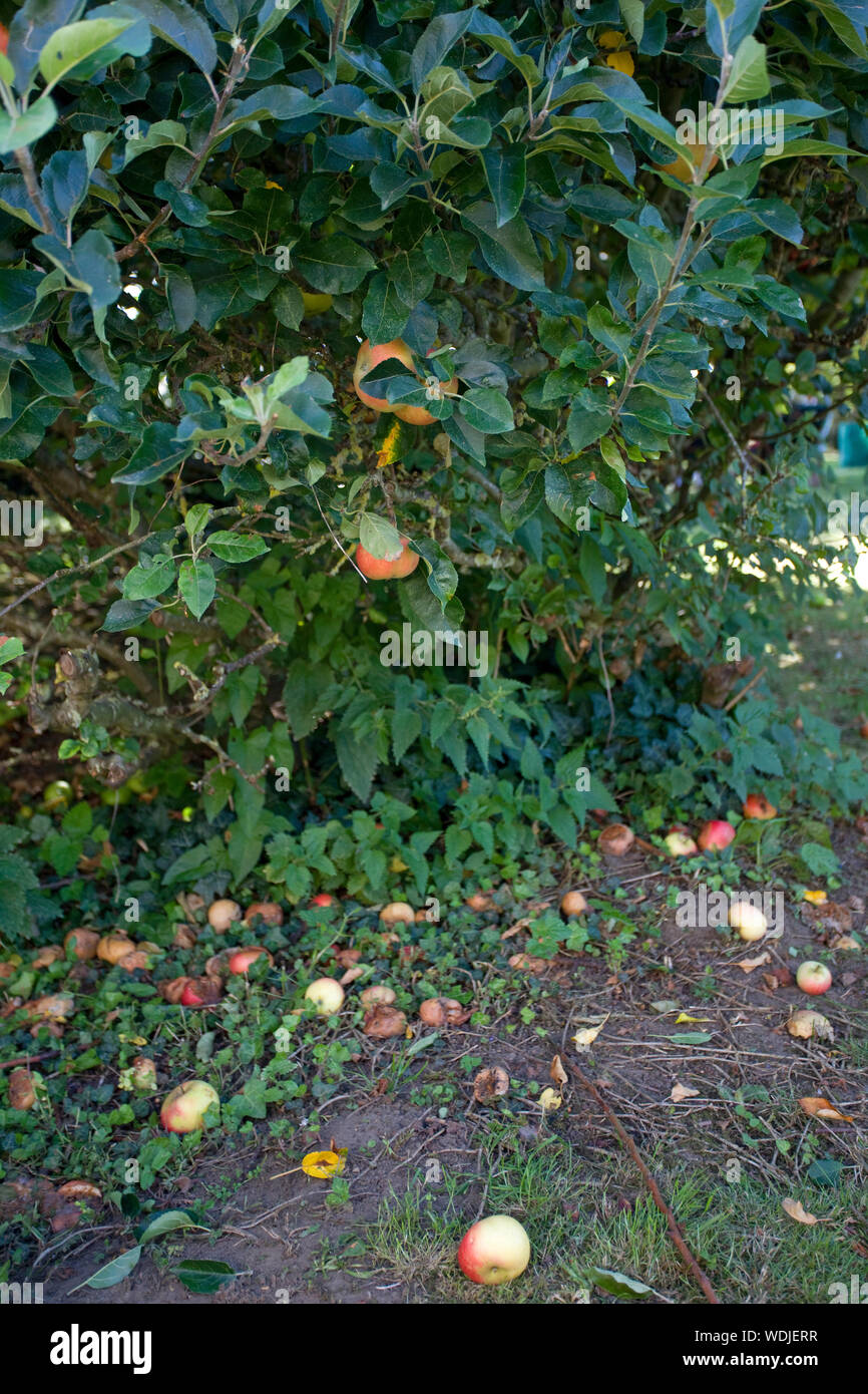 windfall of eating apples Stock Photo