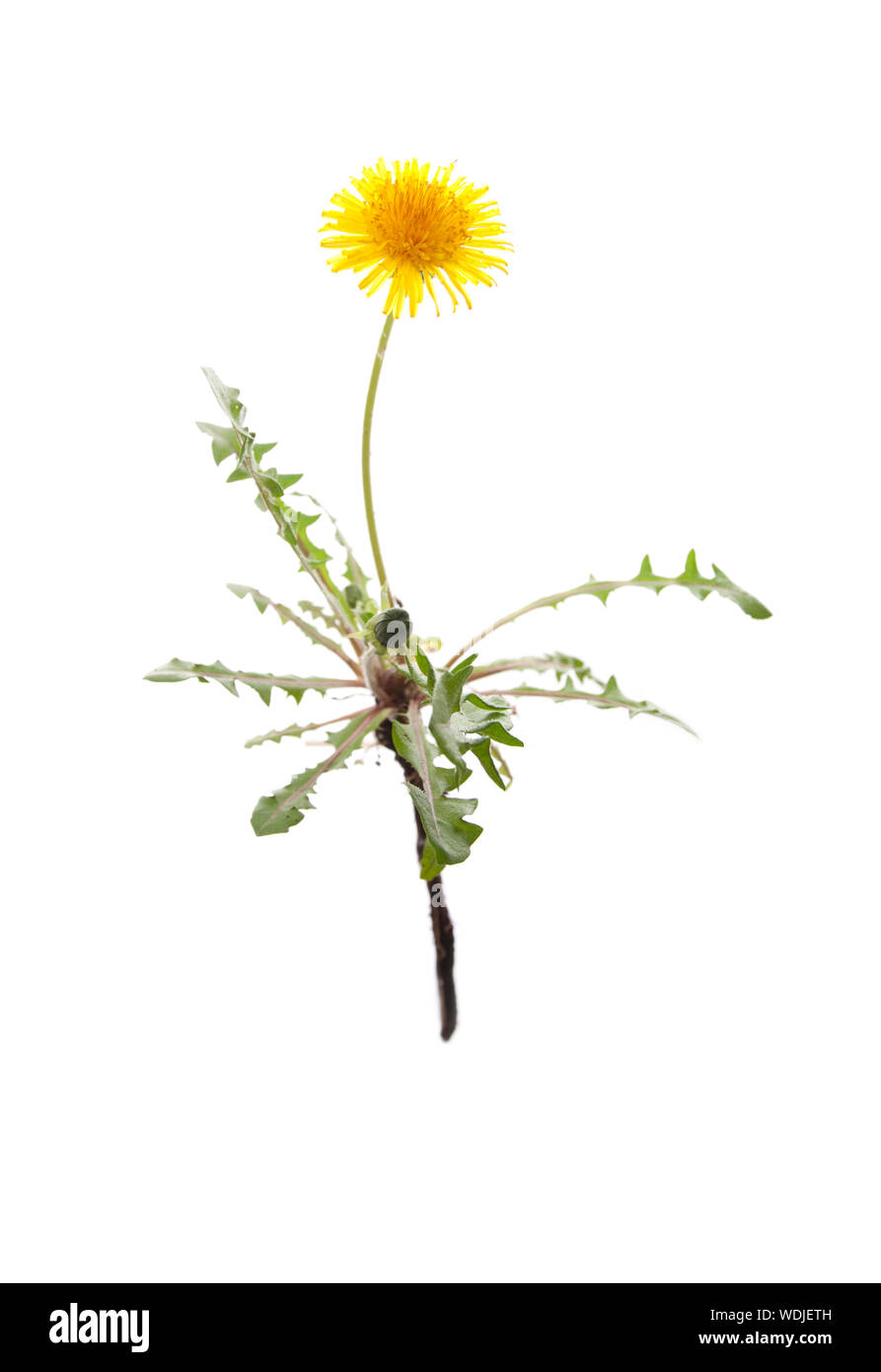 Whole Dandelion plant with root on isolated white background Stock Photo