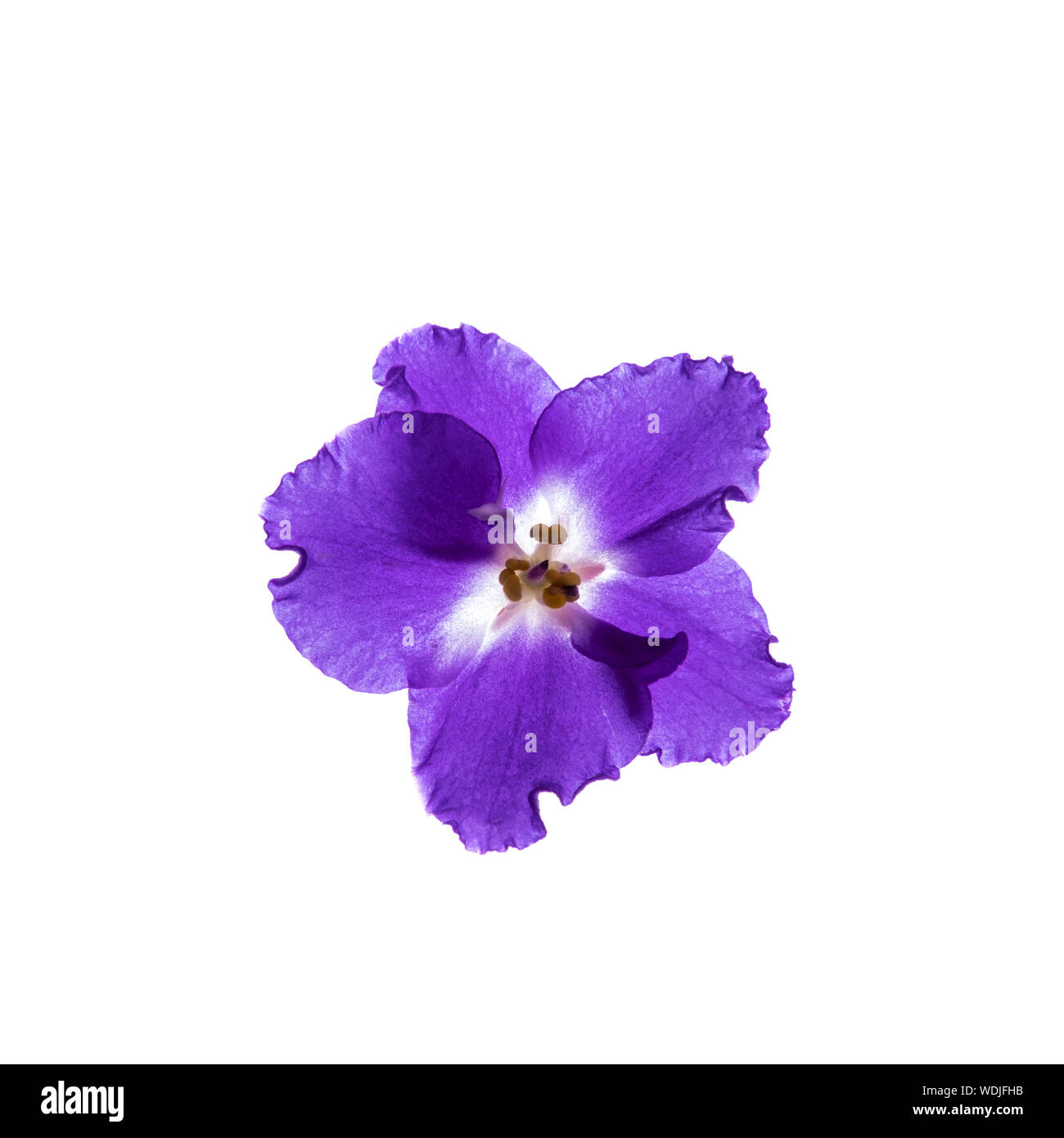Purple violet flower isolated on white background. Bright flower top view.  Spring, summer, autumn flora. Plant on color table concept Stock Photo -  Alamy