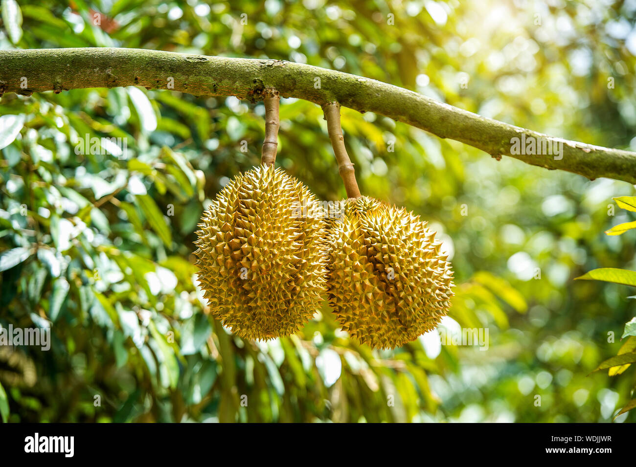 Close-up Of Spiked Fruits Growing On Tree Stock Photo