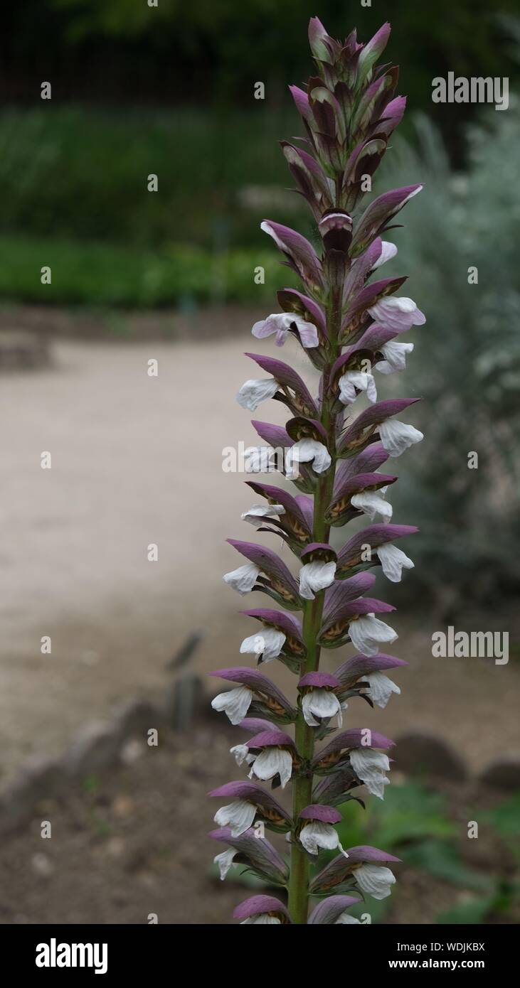 Acanthus spinosus Flowers Stock Photo