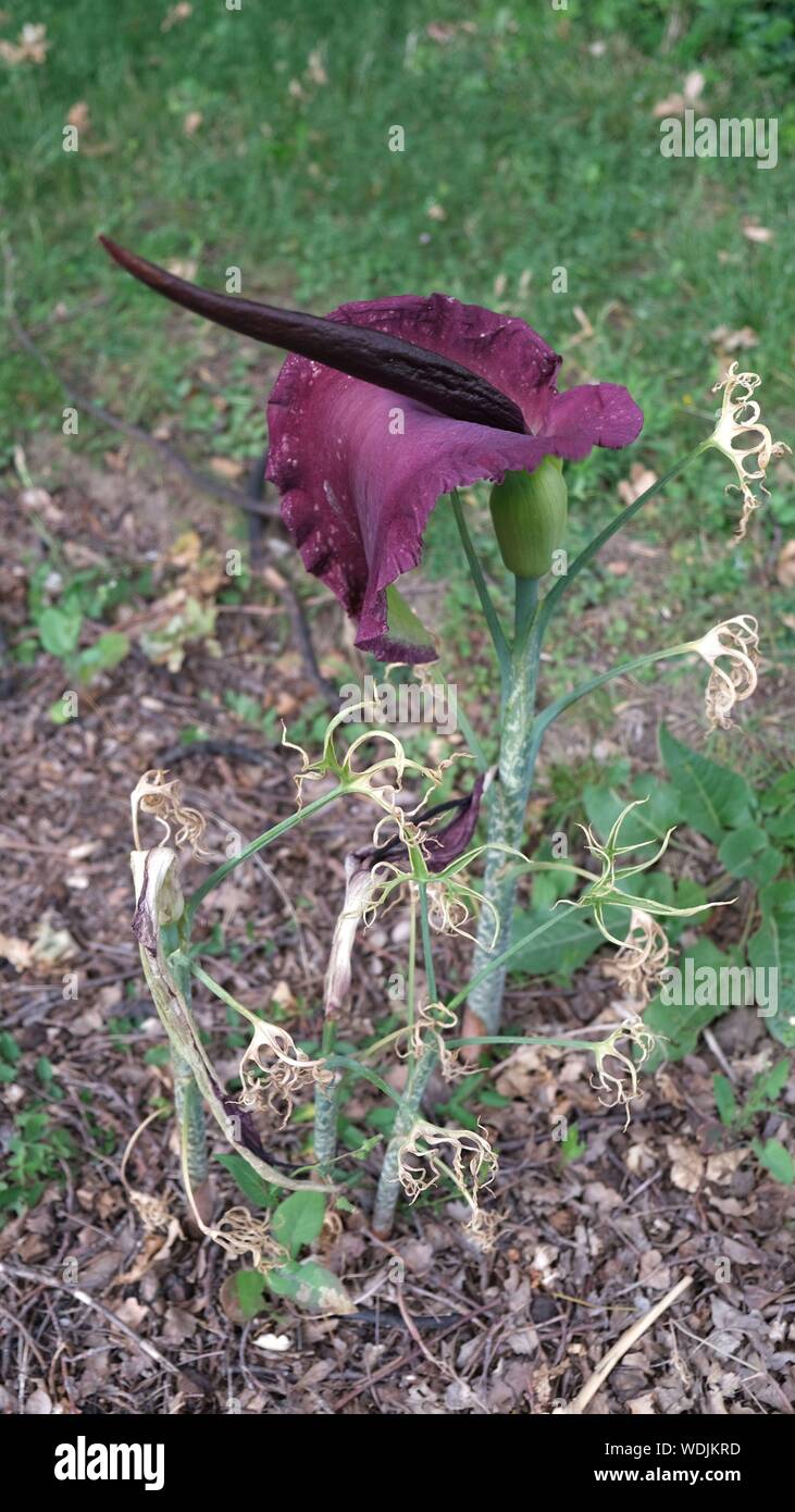 Bulbo Amaryllis Chico 26/30 - Fiori Grandi Dall'Olanda, Hippeastrum Autentico