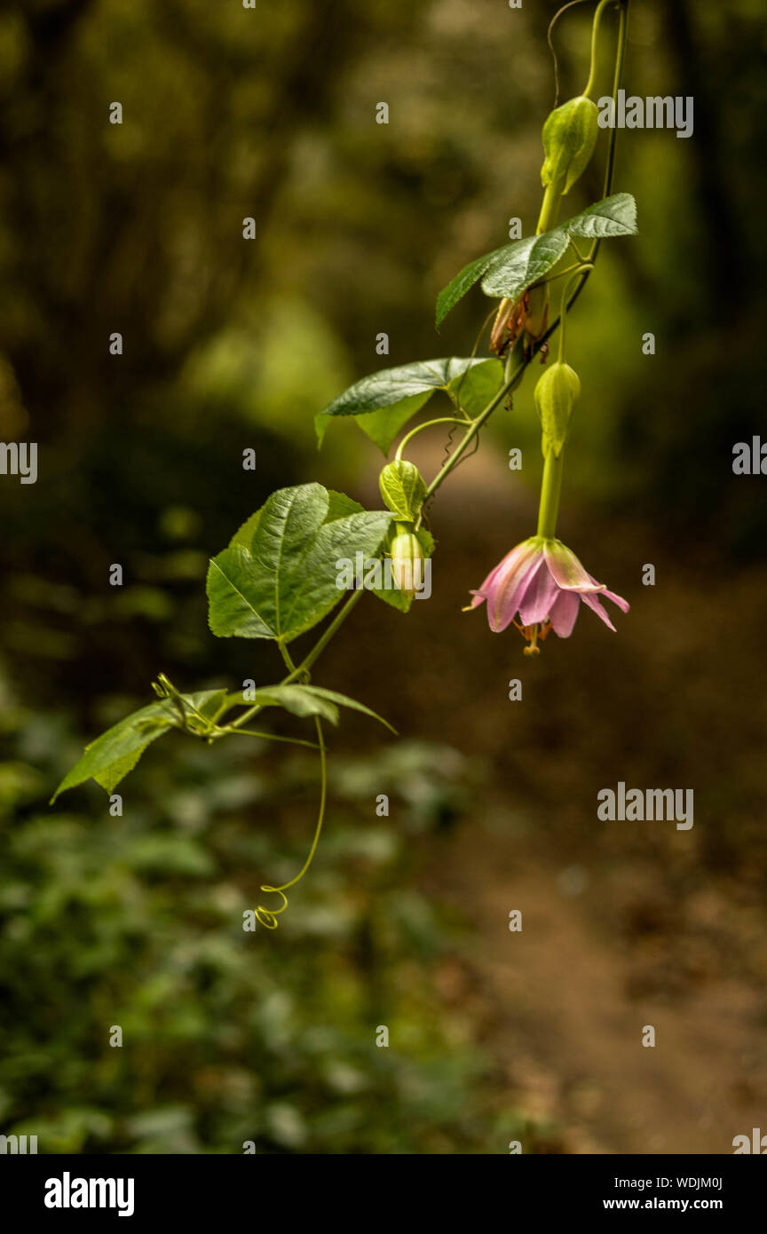 Pink flower of the forest hi-res stock photography and images - Alamy