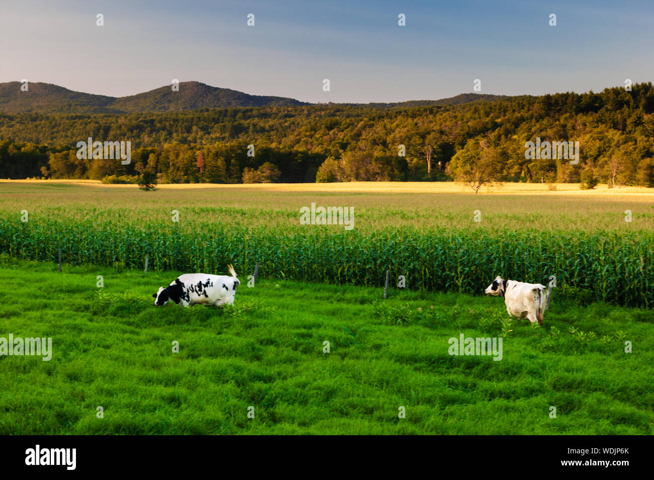 Vermont cows in field hi-res stock photography and images - Alamy