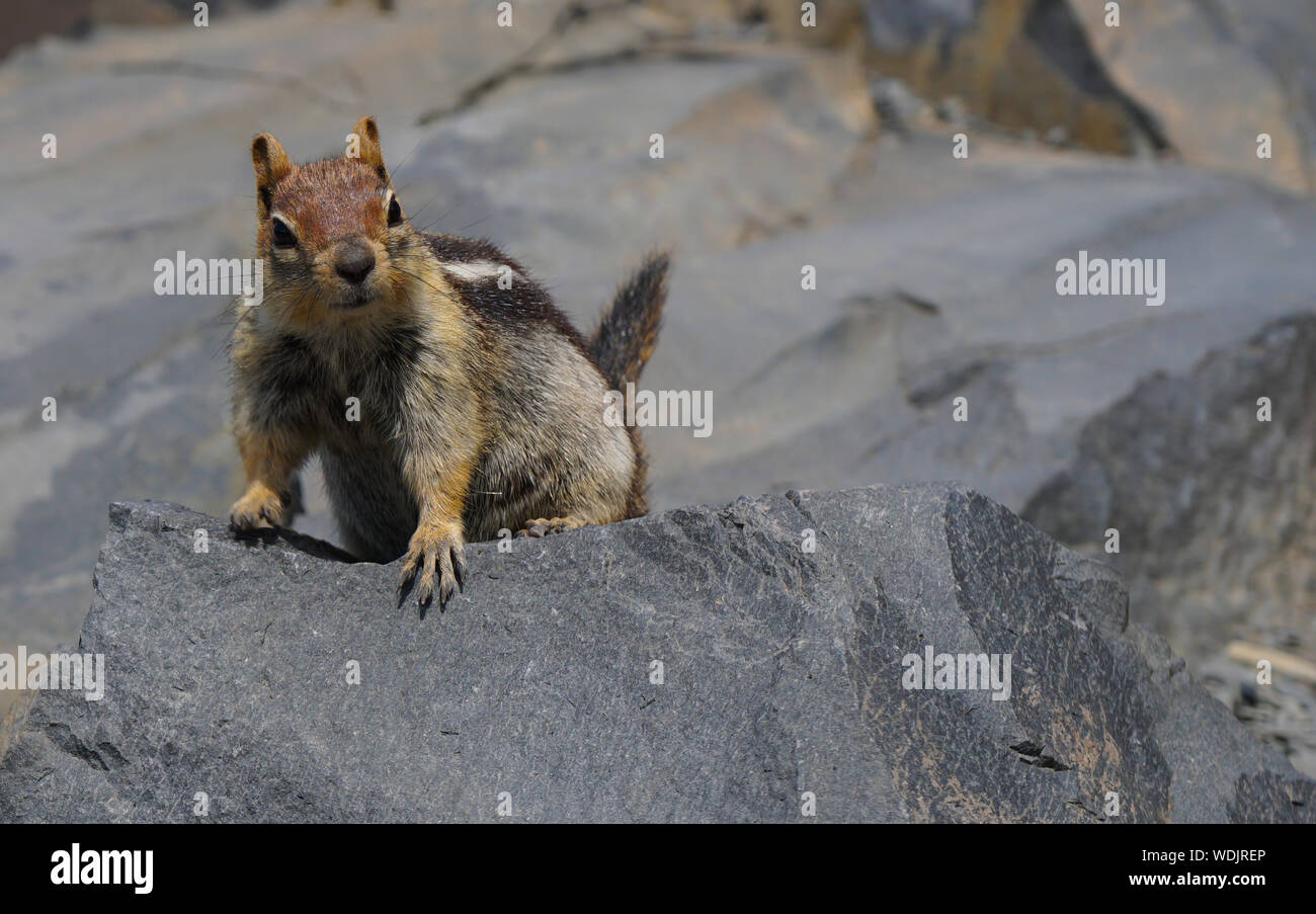 Close Up of a Cute Chipmunk Posing on a Volcanic Rock Stock Photo