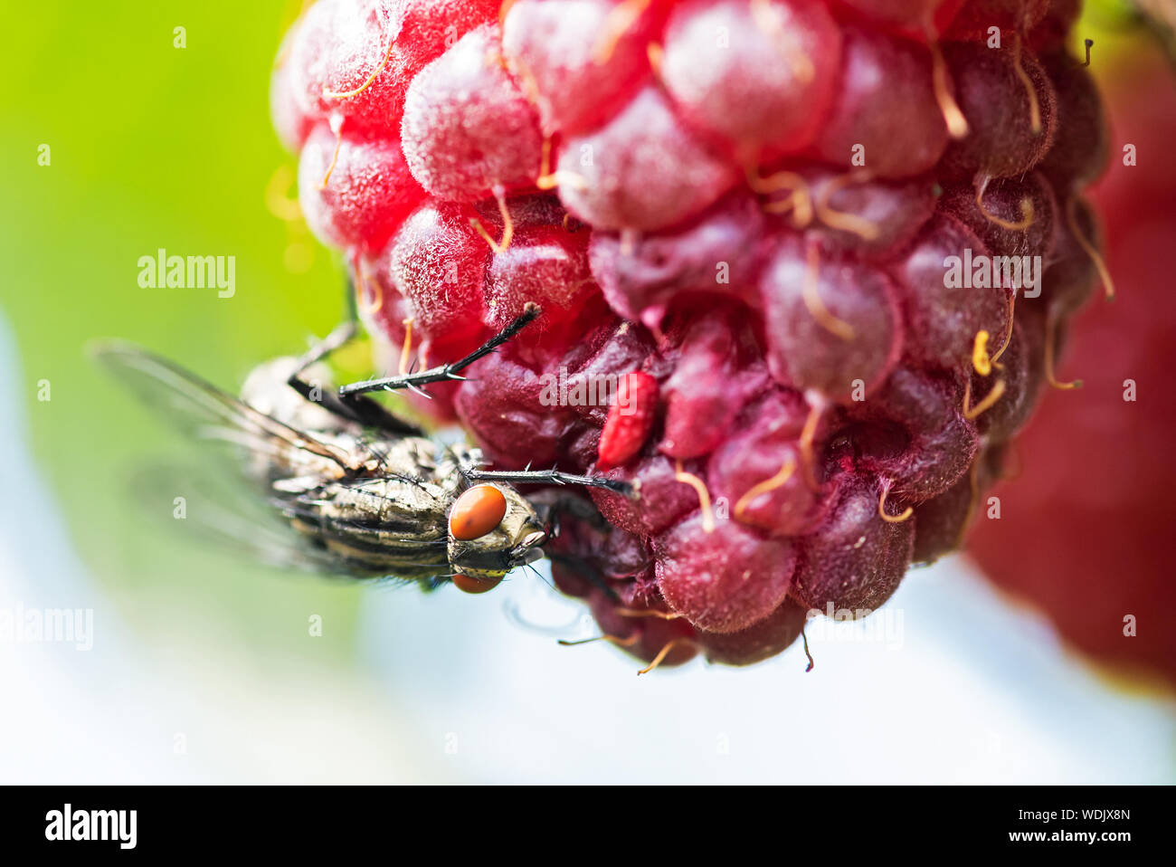 Fly sits on red raspberries. The fly carries bacterial infections. Stock Photo