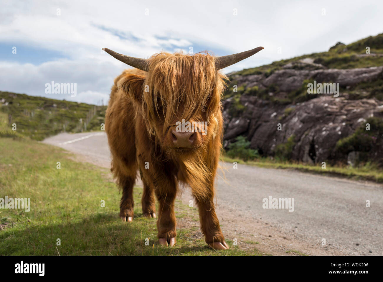 Scottish Highlands landscape with calf cow in Scotland's highlands Stock Photo