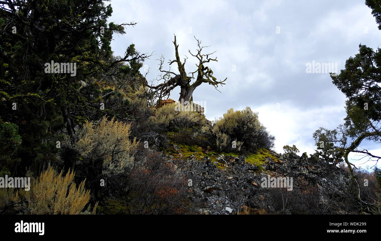 A lone, barren tree on Smith Rock in Oregon awaits an approaching storm. Stock Photo