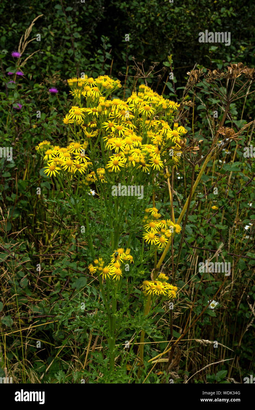Widespread plant found in pastures and dry banks. Toxic to livestock Stock Photo