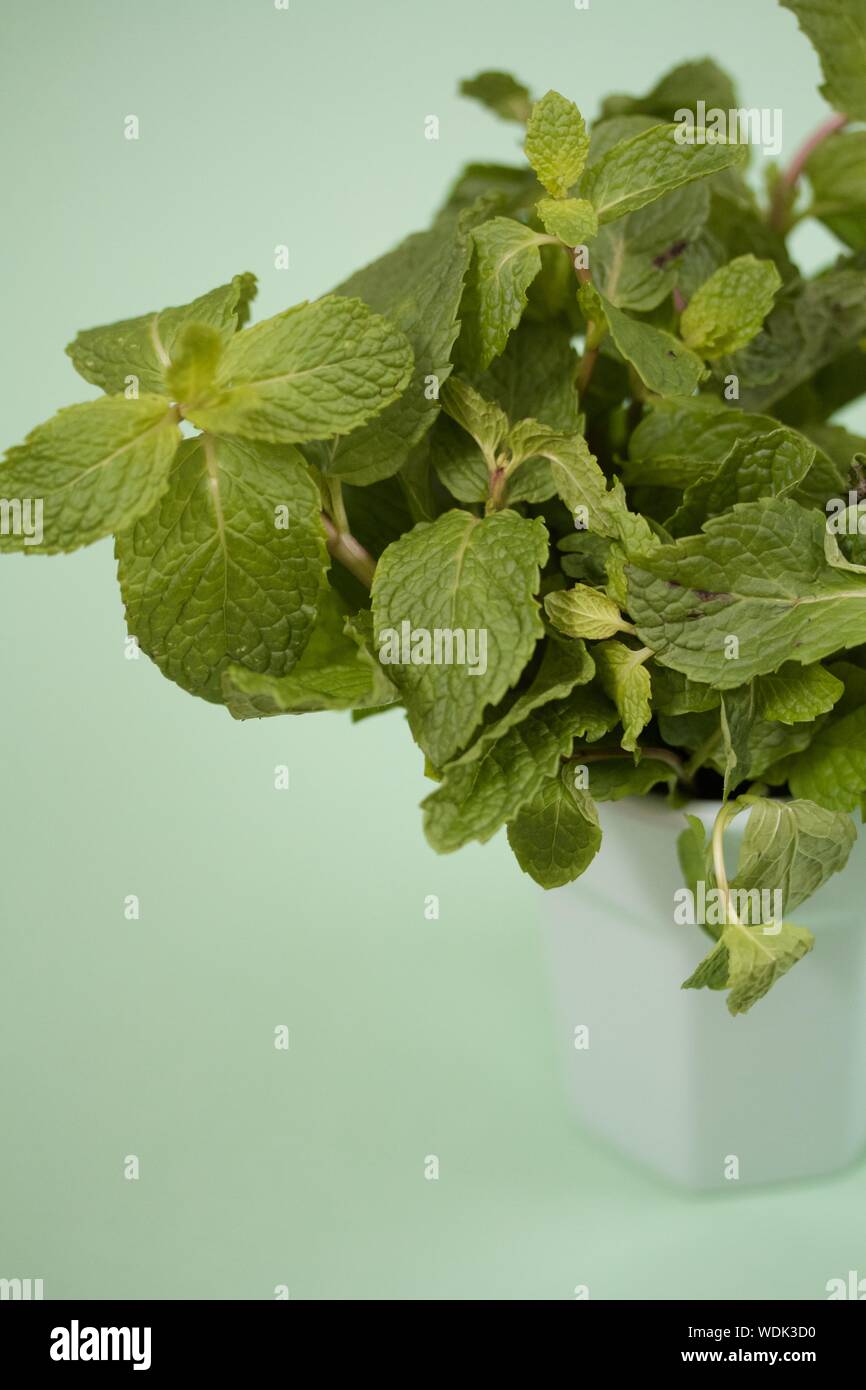 Close-up Of Mint Leaves Over Green Background Stock Photo