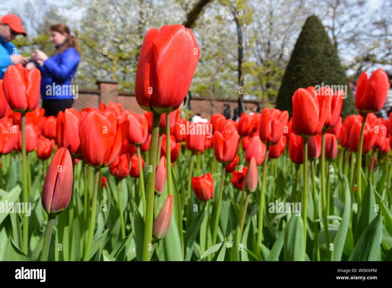 Tulips Garden, Keukenhof, The Netherlands Stock Photo