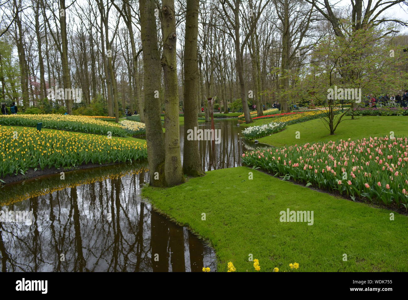 Tulips Garden, Keukenhof, The Netherlands Stock Photo - Alamy