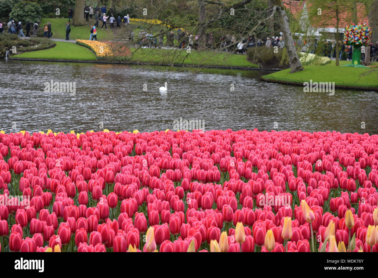 Tulips Garden, Keukenhof, The Netherlands Stock Photo