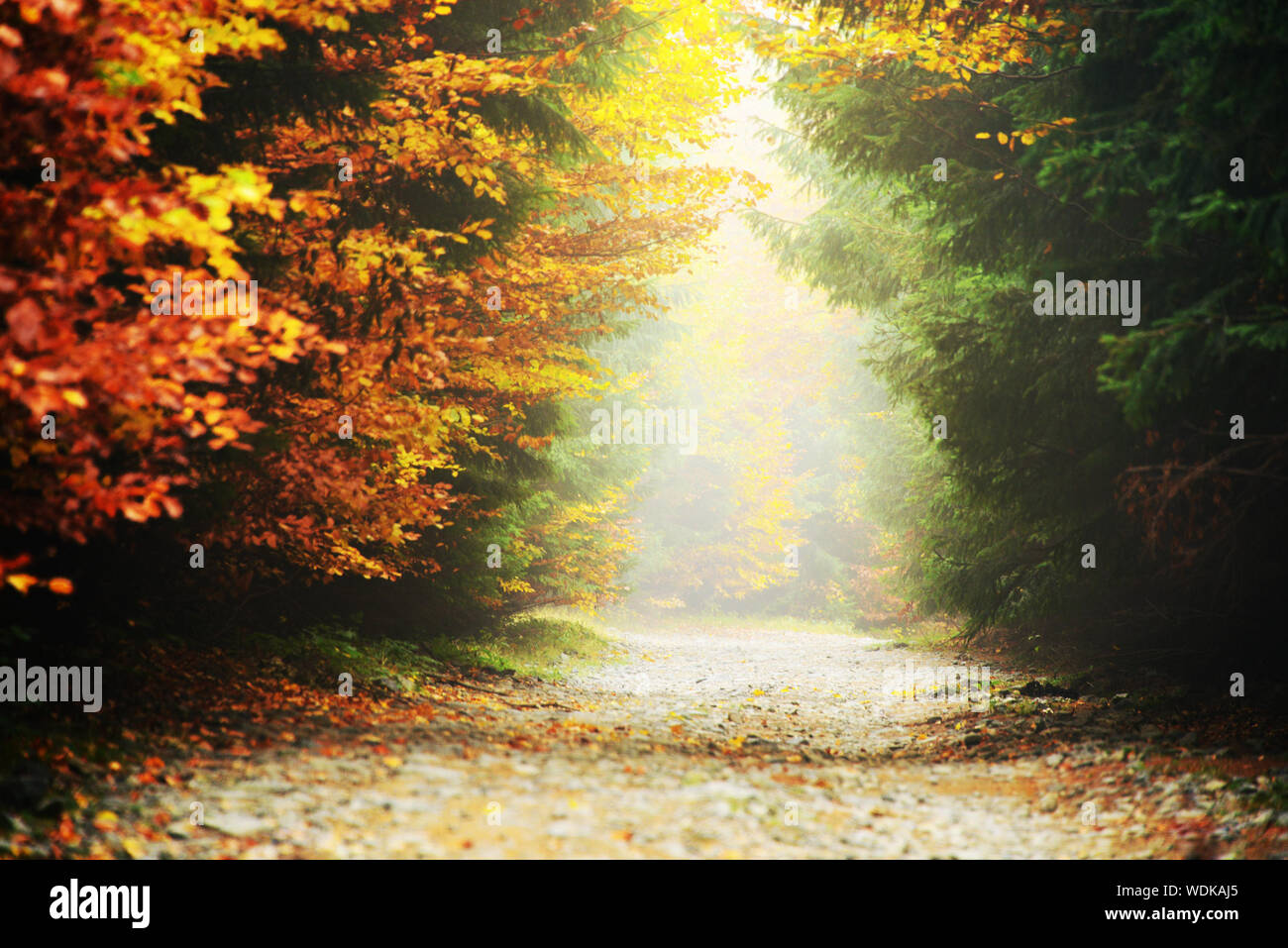Surface Level Of Road Amidst Autumn Trees In Forest Stock Photo