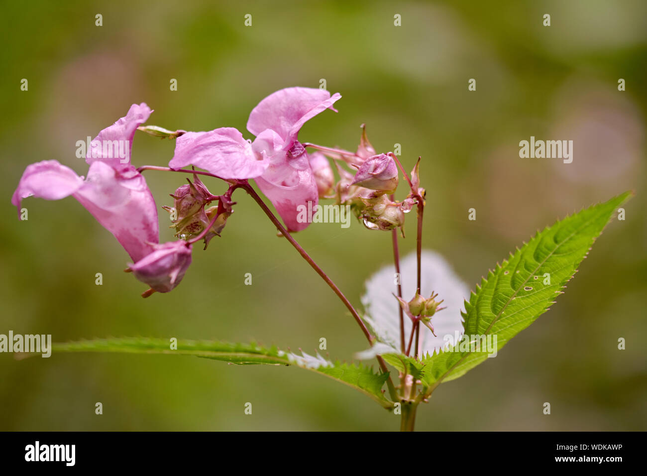 beautiful pink wild flower with raindrops in green nature background