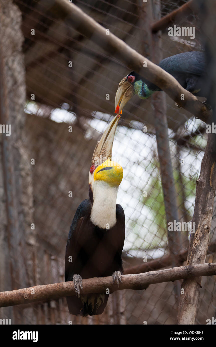 Close-up Of Hornbills Perching In Cage Stock Photo