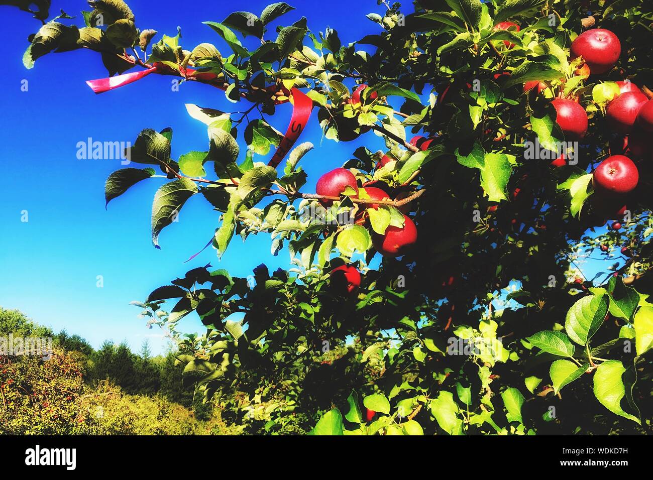 Low hanging tree branches hi-res stock photography and images - Alamy