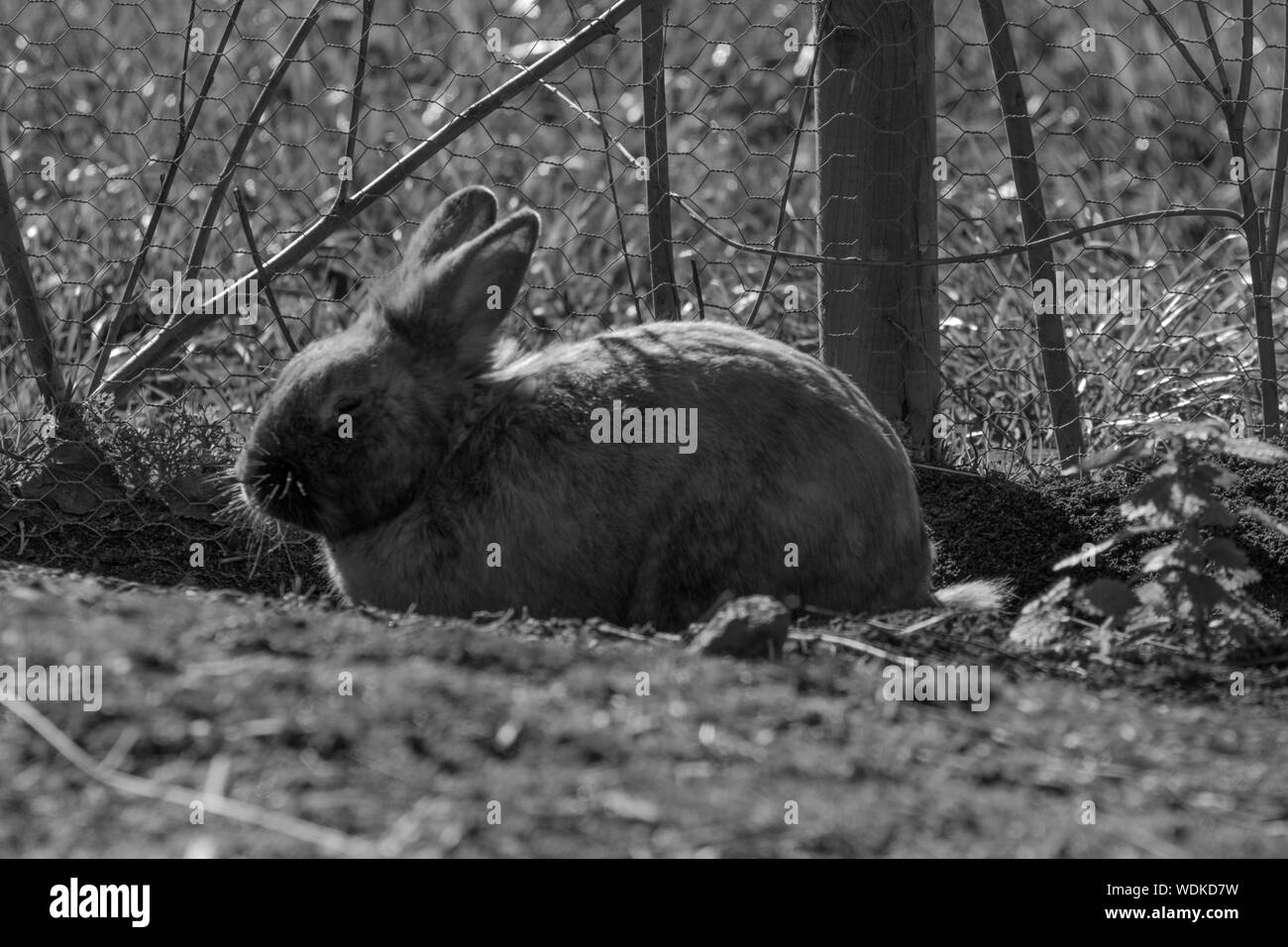 Rabbit In Wilderness Black and White Stock Photos & Images - Alamy