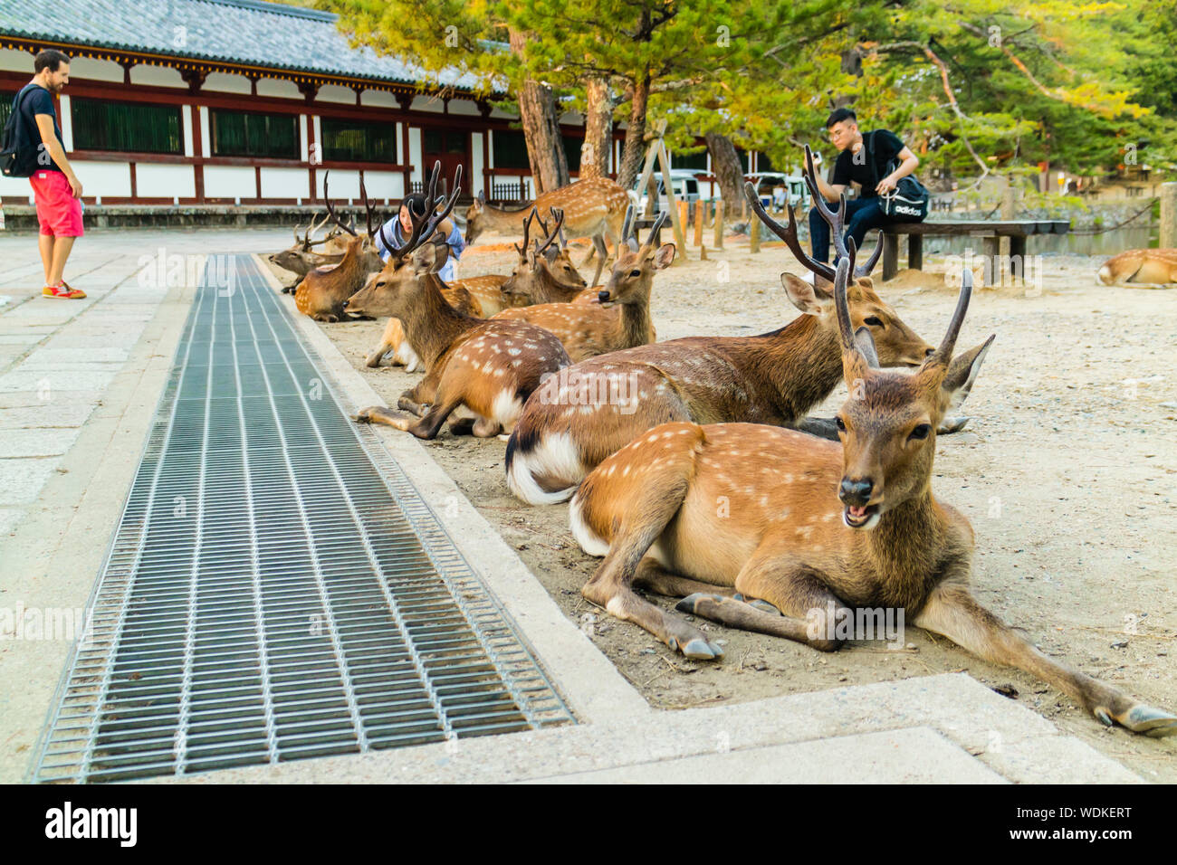 Sika deer (Cervus nippon, Shika) at Nara park Nara Koen, Nara, Honshu, Japan Stock Photo