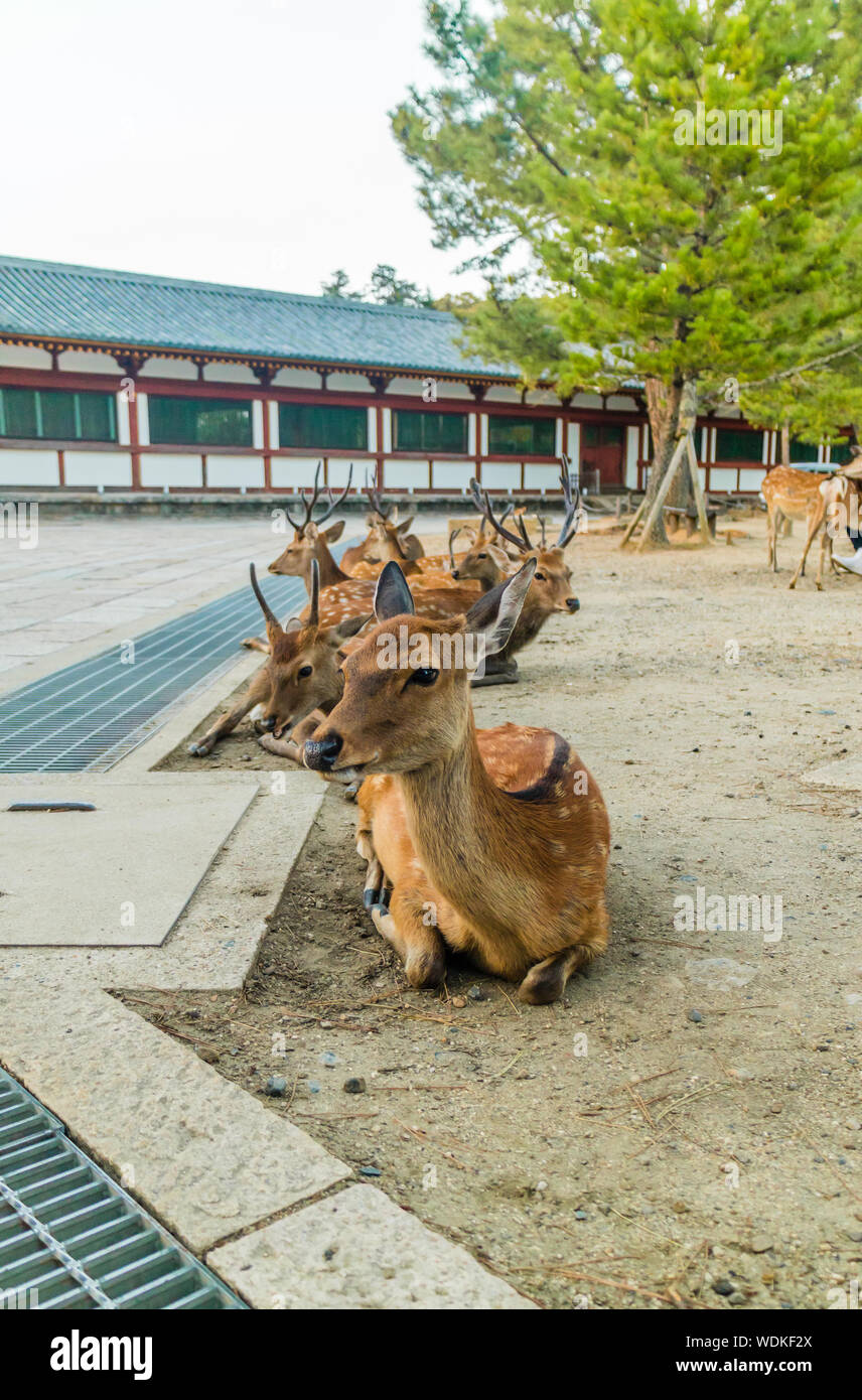 Sika deer (Cervus nippon, Shika) at Nara park Nara Koen, Nara, Honshu, Japan Stock Photo
