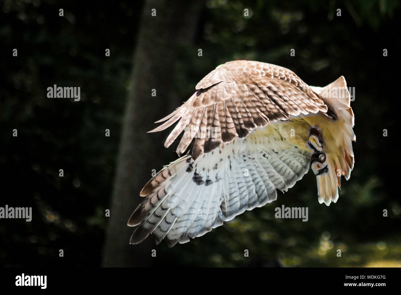 Falcon in Flight Stock Photo