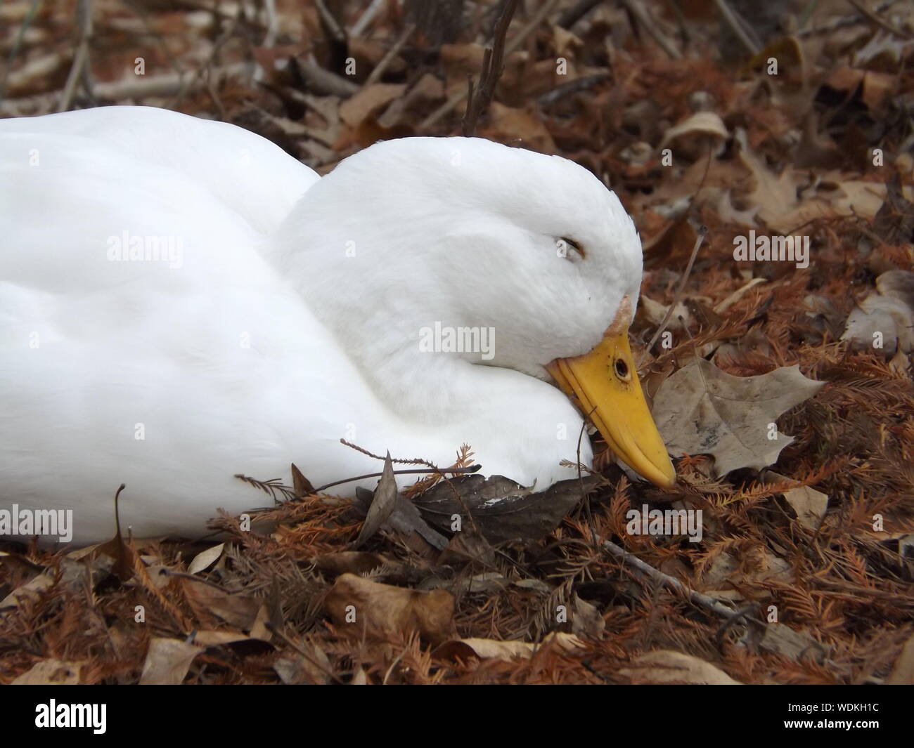 Duck sleeping hires stock photography and images Alamy