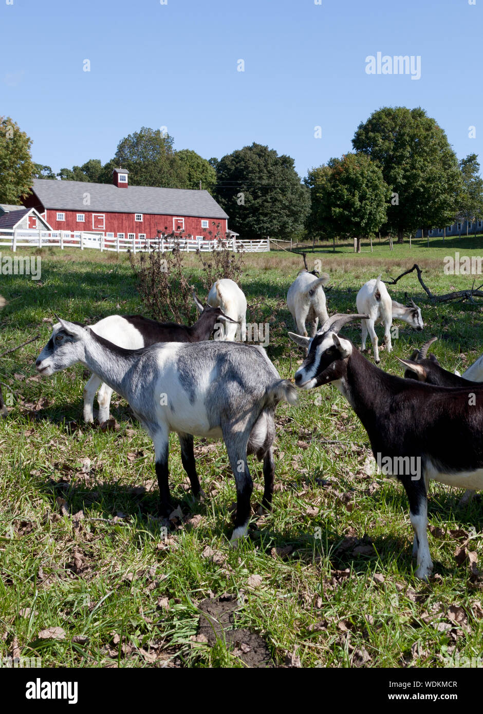 Goats At A Tobacco Barn In Windsor Connecticut Stock Photo
